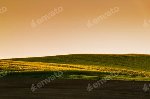 Preview: Sunset above the large yellow colza field