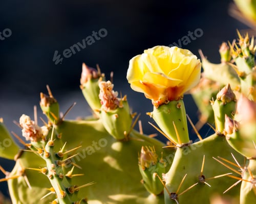 Preview: Yellow Cactus Flower in Desert Environment