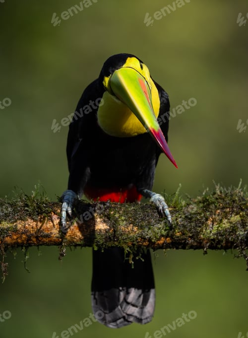 Preview: Toucan in Costa Rica