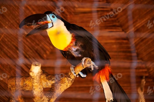 Preview: Beautiful Toucan in captivity