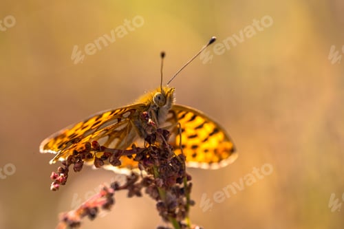 Preview: Queen of Spain fritillary