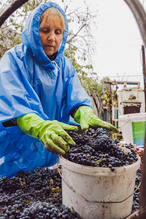 Preview: Portrait of an elderly woman in a blue raincoat working in the rain with grapes.