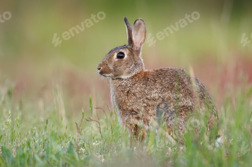 Preview: Wild rabbit in a grassy field.