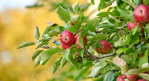 Preview: Fresh apple. Fresh apple in the garden.