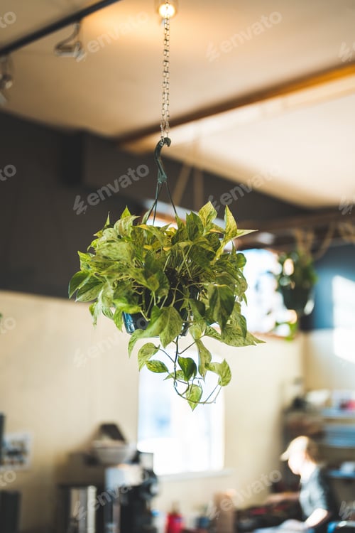 Preview: Hanging pot with golden pothos, Epipremnum aureum.
