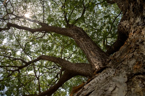 Preview: giant Tree Roots, Sukhothai historical park, Thailand