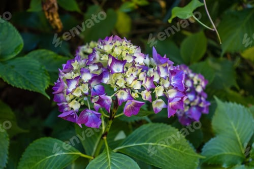 Preview: A Closeup View Of Deep Purple Hydrangea Flowers.