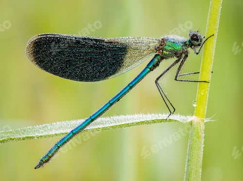 Preview: Damselfly covered with dew drops
