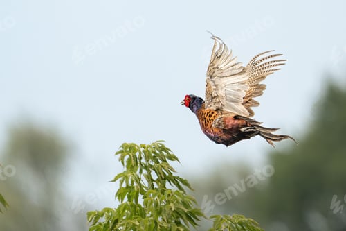 Preview: Selective focus shot of a pheasant bird in flight over a park