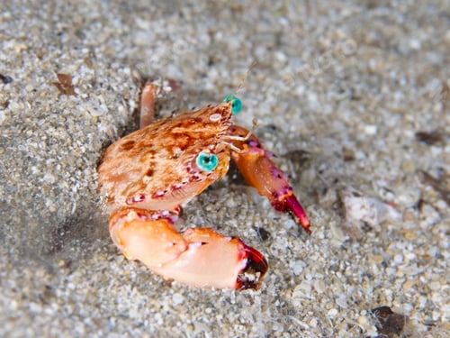 Preview: Green-eyed crab from Cyprus