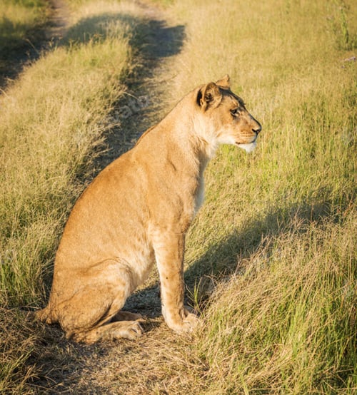 Preview: A Magical Botswana Wildlife pictures