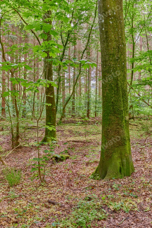Preview: Hardwood forest tree. Nature photos from Denmark.
