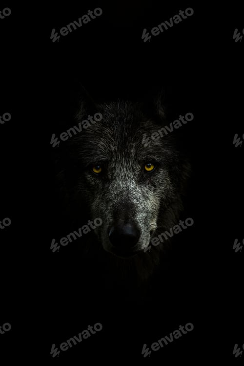 Preview: Face of a gray wolf in darkness