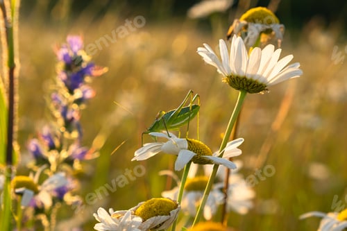 Preview: A grasshopper on a daisy flower.
