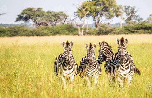 Preview: A Magical Botswana Wildlife place in World