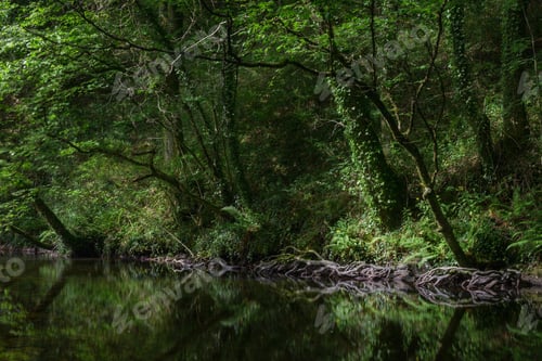 Preview: The edges of the forest are reflected in a pool