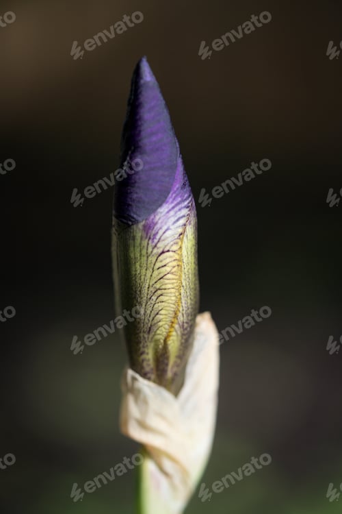Preview: an empty bud in the dark on a flower stem with a cloth around it
