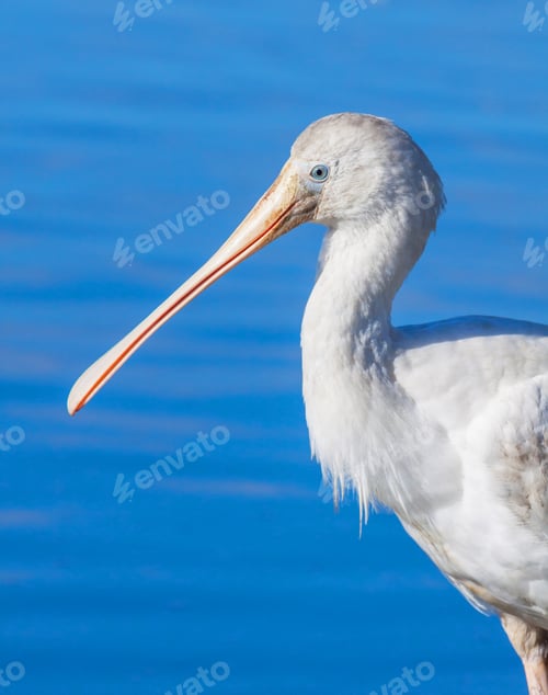 Preview: Portrait of a Yellow-Billed Spoonbill