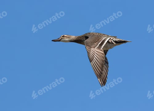 Preview: Garganey, Spatula querquedula. A female bird flies on a river against a blue sky