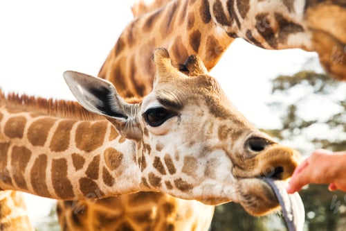 Preview: hand feeding giraffe in africa