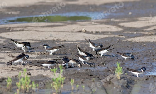 Preview: Western house martin, Delichon urbicum. Birds gather building materials to construct their nests