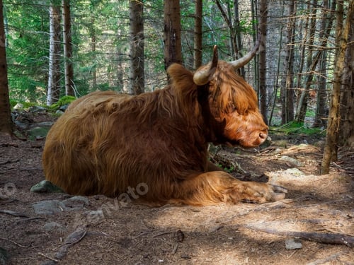Preview: Brown highland cow in Norway