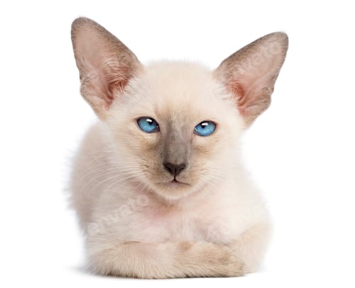 Preview: Oriental Shorthair kitten, 9 weeks old, lying and looking against white background