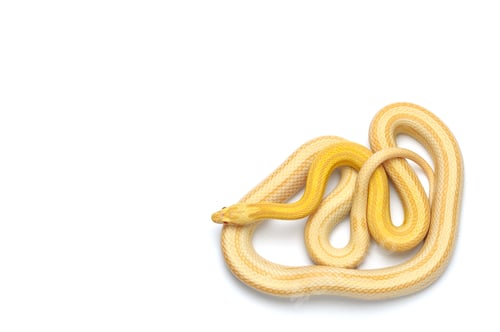 Preview: Corn snake isolated on white background
