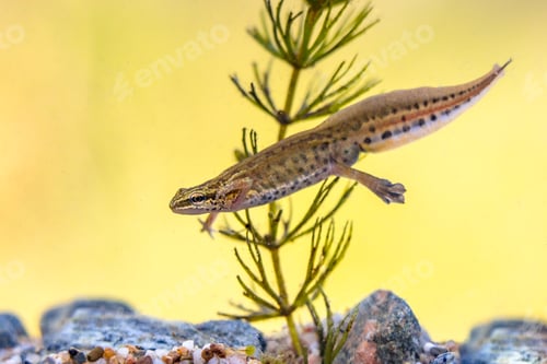 Preview: Male Palmate newt swimming in natural aquatic habitat