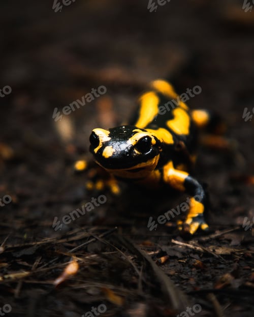 Preview: Macro shot of a Fire salamander on the ground looking at the camera