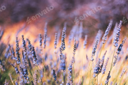 Preview: Blooming Bright Purple Lavender Flowers In Provence, France. Summer Season. Close Up Flowers In