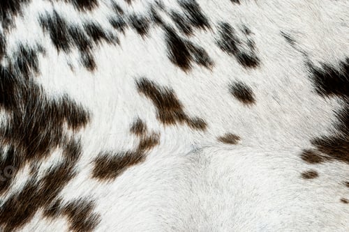 Preview: Brown and white cow fur textured background