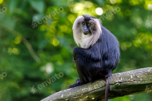 Preview: The lion-tailed macaque (Macaca silenus), also known as the wanderoo
