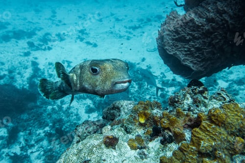 Preview: close up of a Porcupinefish, Diodon hystrix . scuba diving