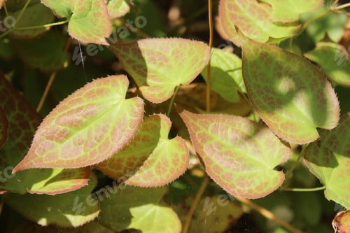 Preview: High angle shot of beautiful Epimedium leaves in the middle of a garden