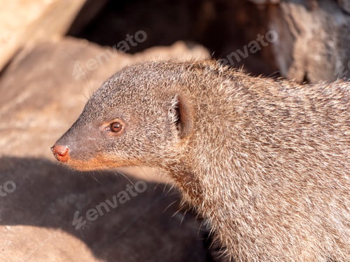 Preview: Banded mongoose (mungos mungo) resting in the sun