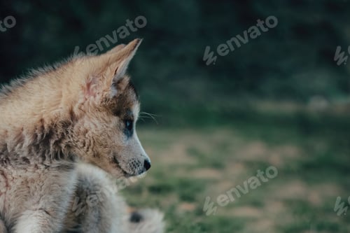 Preview: Closeup shot of a Saarloos wolfdog on the blurry background