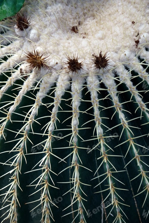 Preview: Golden Barrel Cactus (Echinocactus Grusonii). Called Golden Bar And Mother-Inlaws Cushion Also