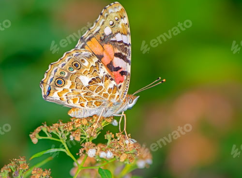Preview: Painted Lady Butterfly