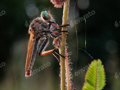 Preview: Robberfly