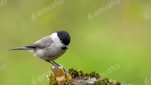Preview: Marsh Tit (Poecile/Parus Palustris) Sitting on a Stick.