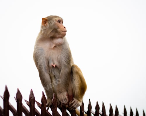 Preview: India monkey animal, rhesus macaque sitting on rail. White sky copy-space. Monkey temple
