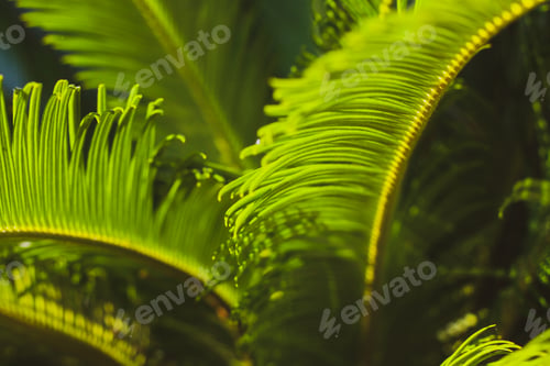 Preview: beauty in nature