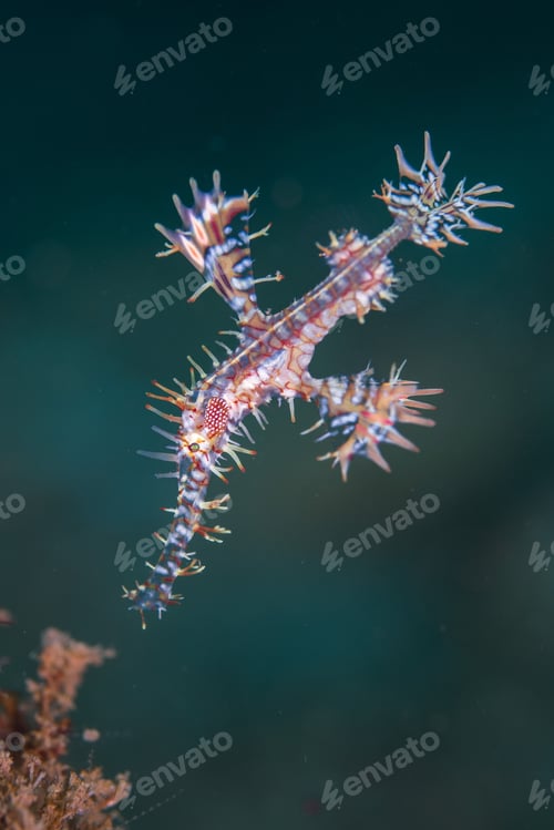 Preview: Vertical closeup of Solenostomus paradoxus swimming underwater