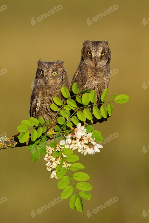 Preview: Pair of eurasian scops owl resting on blooming tree in spring