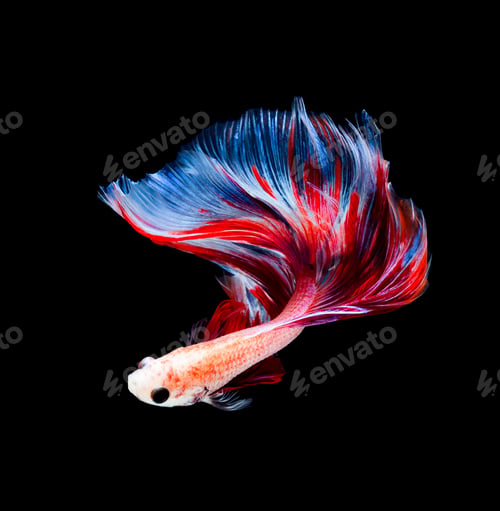 Preview: Betta fish, siamese fighting fish, betta splendens isolated on black background