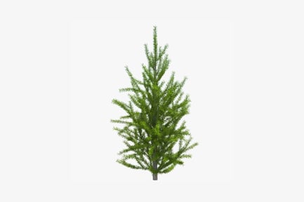Preview: Tall, slender conifer with dense canopy