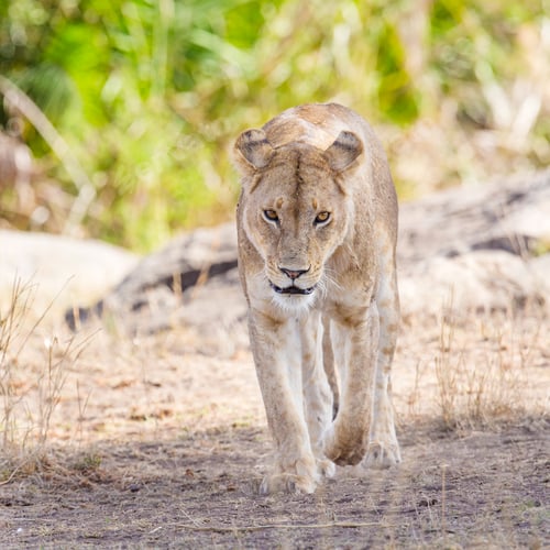 Preview: Focused lion walking towards the camera