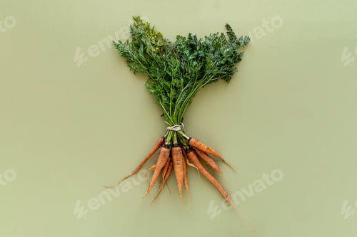 Fresh Carrots with Green Tops on Light Green