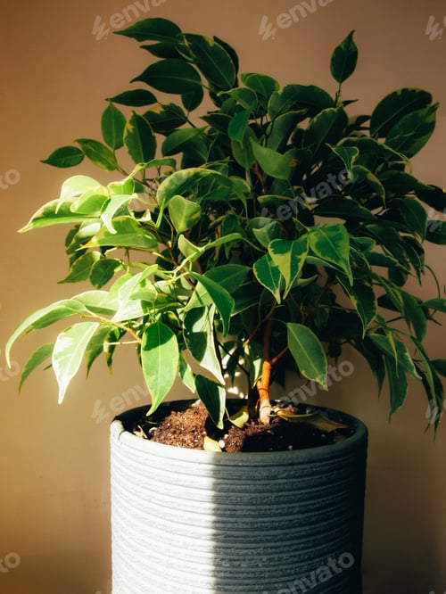 Preview: Indoor plant ficus benjamin
